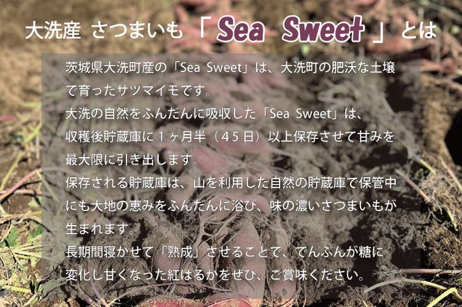 <先行予約>大洗産 さつまいも 紅はるか 5kg （15本前後） Sea Sweet 長期熟成 茨城県産 サツマイモ 土付き 生芋 芋 さつま芋 薩摩芋 甘藷 べにはるか