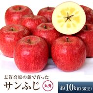 【2026年発送】志賀高原の麓で育った サンふじ 丸秀36玉 約10kg りんご 10kg フルーツ 果物 デザート 長野
