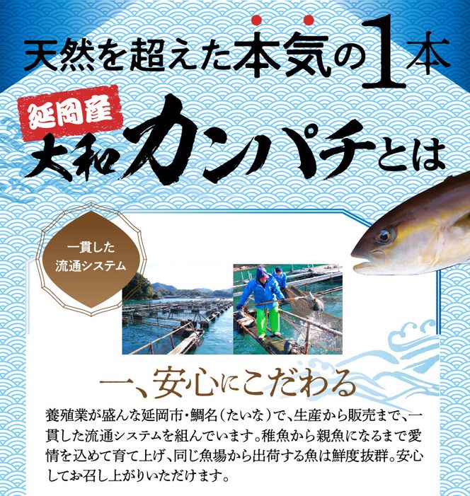 まるごと一本！大和カンパチ 原魚約4kg N072-YC817