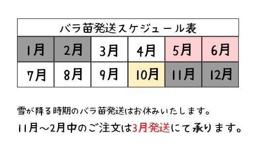 <色が選べる♪>花巻温泉バラ園で育った「バラ大苗」7号サイズ -ピンク- 【1660】