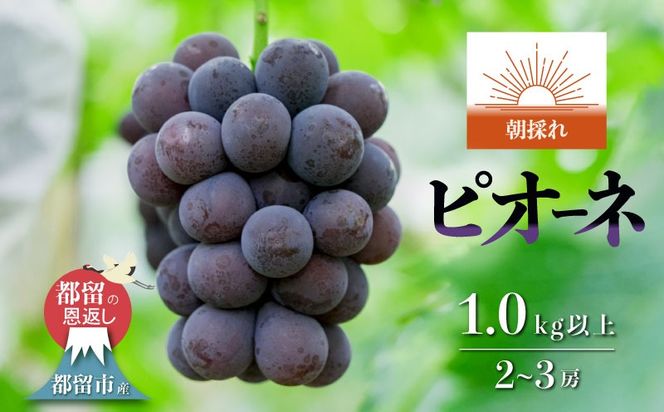 【2026年 先行予約】 山梨県都留市産 朝採れ ピオーネ ２~3房（約1.0kg以上）| 山梨 ブドウ フルーツ ピオーネ 先行予約 新鮮 デザート 贈答 FF007