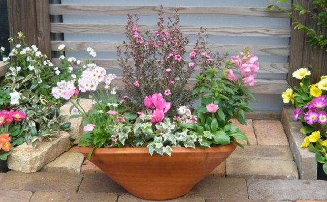 可愛いピンクのお花たっぷりの寄せ植え 