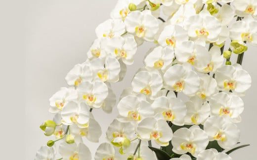 光触媒胡蝶蘭「響(ひびき)」白黄 N-103
