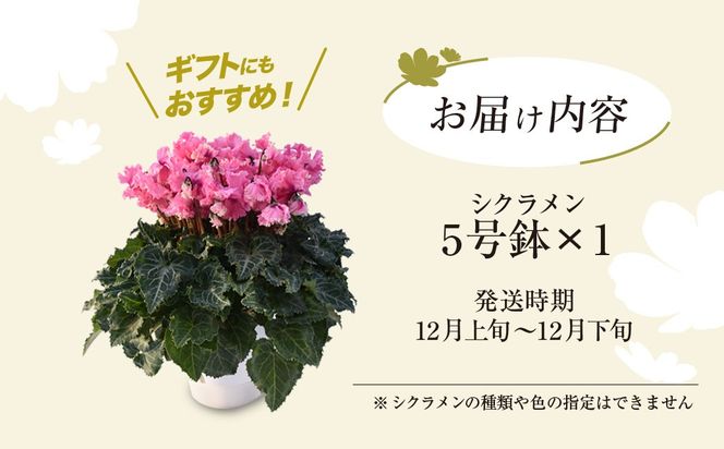 【2026年12月上旬より順次発送！】≪種類・色お任せ≫ シクラメン 5号鉢　SMCN001