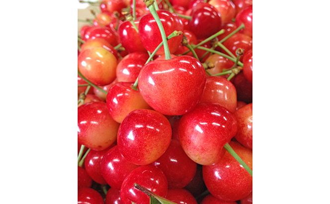 先行受付 北海道 仁木町産 さくらんぼ【 佐藤錦 】又は【 紅秀峰 】バラ詰め 900g Lサイズ以上　 食後 デザート 旬の果物 サクランボ チェリー フルーツ 果物 果物類 仁木町 仁木 [峠のふもと紅果園]