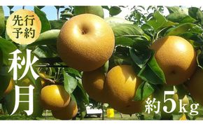 【 2026年9月上旬発送開始 】 茨城県産 梨 秋月 （約 5kg ） 10～14玉 フルーツ 果物 なし ナシ 旬 新鮮 期間限定 甘い 国産 先行予約 [CL004us]