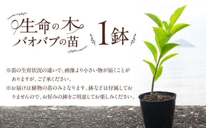 バオバブの苗 糸島市 / バオバブ・サンライズ 植物 苗[AJR001]