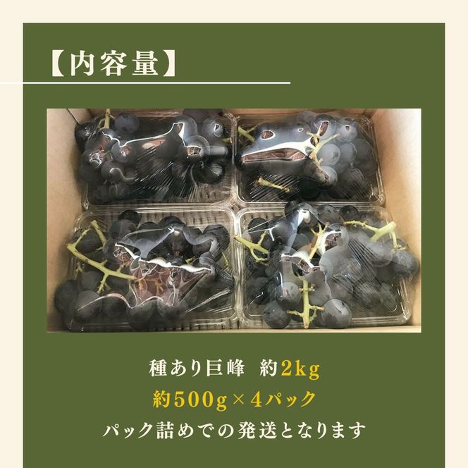 【2026年9月～発送】種あり巨峰 約2kg 安心安全 こだわりの栽培方法 除草剤不使用 栽培期間中 ネオニコチノイド系農薬不使用 化学合成肥料不使用 