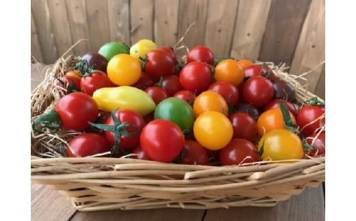 【4月～6月の定期便】トマト好き全員集合 トマト・トマト・トマト3か月お届けパック 野菜ソムリエサミット 金賞 受賞 長田農園 産地直送 トマト とまと 野菜 やさい フルーツ サラダ 濃厚 甘い ご褒美 プレゼント 美容 健康 リピート多数 人気 高評価 数量限定 碧南市　H004-173