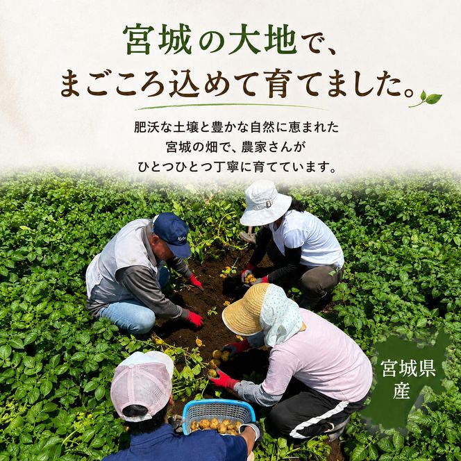 じゃがいも きたあかり 5kg 産地直送 農家直送 野菜 キタアカリ  甘い ホクホク ポテトサラダ コロッケ じゃがバター 常温 保存 備蓄 大容量 サイズ 不揃い 混合 家庭用 おうちごはん 送料無料　大河原町