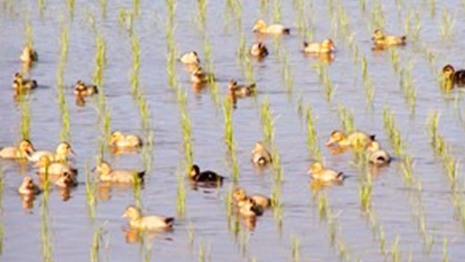 愛がも米 「 コシヒカリ 」 2kg ( 精米 ) 令和7年産 除草剤不使用 農薬不使用 化学肥料不使用 米 コメ こめ こしひかり  [AI001ci]