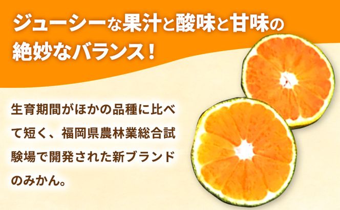 みかん 福岡ブランド みかん・早味かん 約2kg 柑橘 ミカン フルーツ 果物 ※配送不可:離島