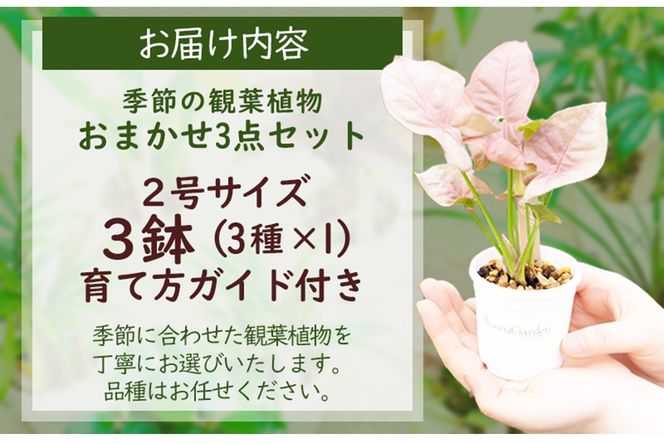 【お部屋にちょうどいい】観葉植物お試し3点セット｜専門店が選ぶ“はじめてのグリーン”【京都・京丹後】　YE00004