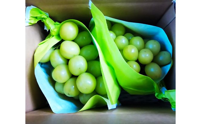 シャインマスカット1kg（2～3房）産地直送  ふるさと納税 果物 くだもの フルーツ ぶどう ブドウ 葡萄 信州 志賀高原麓 長野県山ノ内町産