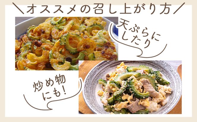 【2025年10月以降発送】ゴーヤ １ｋｇ 家庭用 yr-0073