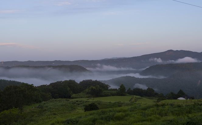 岡山県産 摘み落としぶどう 農家セレクト2種詰め合わせ 約1kg 葡萄 ブドウ 岡山県産 オーロラブラック ピオーネ クイーンニーナ シャインマスカット 数量限定