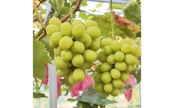 ぶどう 2026年 先行予約 農家こだわりの シャイン マスカット ＆ オーロラブラック 2房 合計約1.2kg 贈答クラス 葡萄 岡山県産 国産 フルーツ 果物 ギフト 【 Nini farm 農家 直送 】 [№5735-3485]