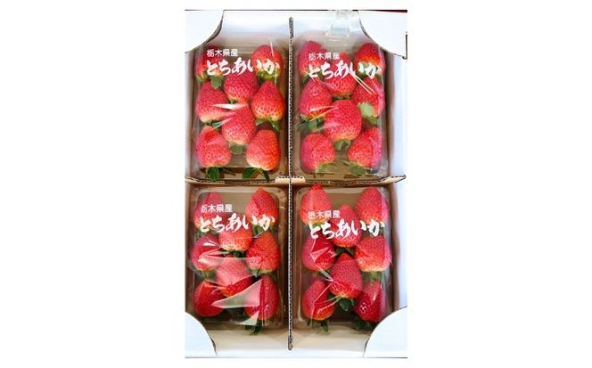 【先行予約】出会いの森いちご園 とちあいか （290g×4パック） | いちご イチゴ 苺 栃木県 果物 くだもの フルーツ とちあいか 新鮮 贈答 ギフト デザート スイーツ ※2026年12月～発送