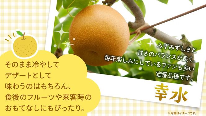 ＼選べる 内容量／幸水 約3kg・約5kg【2026年8月より発送開始】（茨城県共通返礼品 [梨]：大子町産） 高糖度 ギフト 贈り物 プレゼント フルーツ なし ナシ 和梨 梨 果実 旬のフルーツ お取り寄せ くだもの 果物 みずみずしい