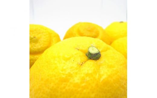 【人気柑橘】有田育ちの はるか みかん（訳あり 家庭用）3kg+200g(傷み補償分)
