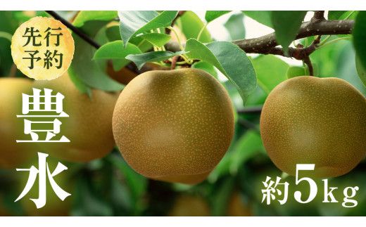 【 2026年8月下旬発送開始 】 茨城県産 梨 豊水 （約 5kg ） 10～14玉  梨 なし 和梨 日本梨 果物 フルーツ 新鮮 旬 期間限定 国産 先行予約[CL002us]