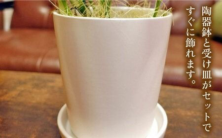 葉に切れ込みが入ったモンステラの小型品種『 ヒメ モンステラ 』 糸島市 / cocoha [AWB034] ヒメモンステラ おしゃれ 小型 可愛い 観葉植物 グリーン 緑 植物 インテリア