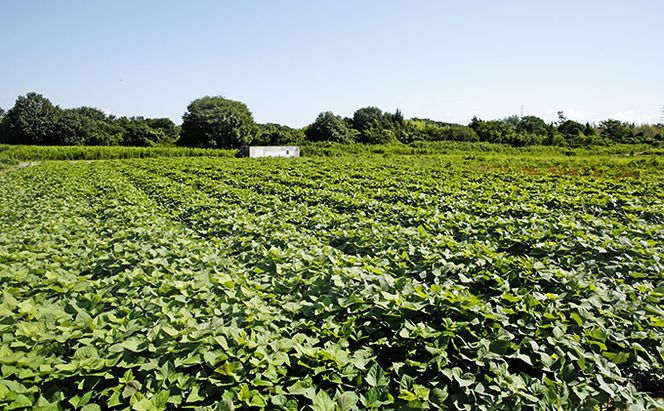 〔黒麹仕込〕本格芋焼酎　根日女の雫　720ml お酒 酒 いも