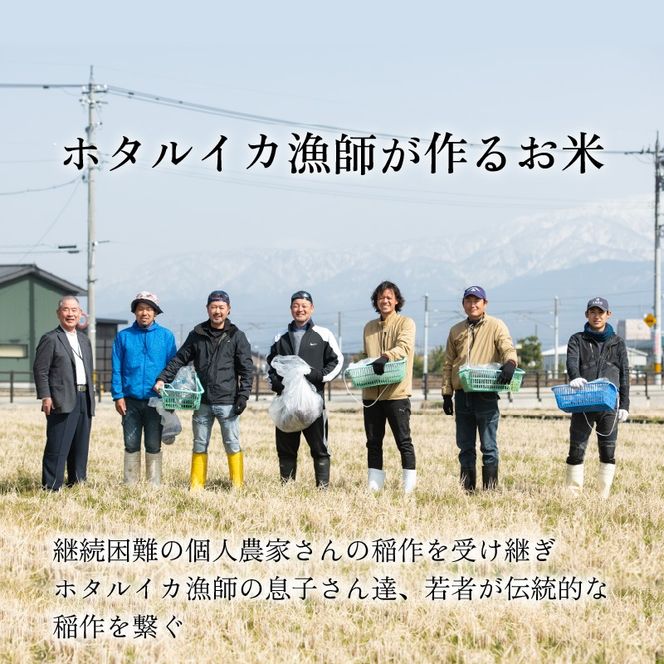 【訳あり】ほたるいか米（精米20kg）×12回 計240kg【12ヶ月定期便】