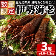＜先行予約受付中！2026年9月上旬以降順次発送予定＞期間・数量限定！鹿児島県産 伊勢海老(3尾・計1.0～1.2kg) 国産 鹿児島県産 海老 えび エビ 伊勢海老 刺身 海鮮 海の幸 海産物【福美丸水産】akn033-23