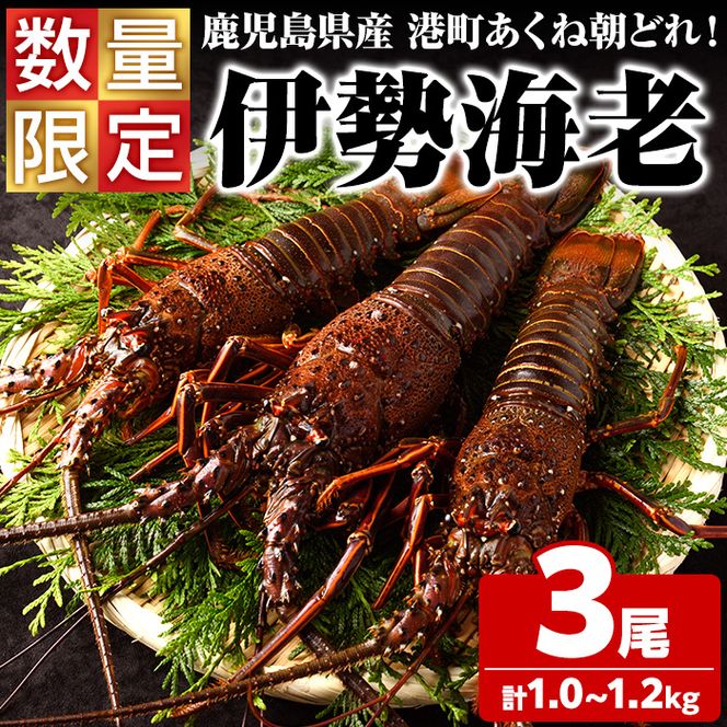 ＜先行予約受付中！2026年9月上旬以降順次発送予定＞期間・数量限定！鹿児島県産 伊勢海老(3尾・計1.0～1.2kg) 国産 鹿児島県産 海老 えび エビ 伊勢海老 刺身 海鮮 海の幸 海産物【福美丸水産】akn033-23