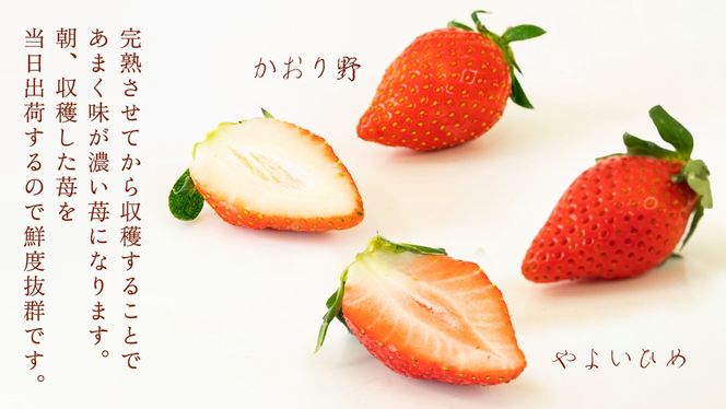 完熟 かおり野 ・ やよいひめ 食べ比べ 4パック 先行予約 大粒 イチゴ 苺 いちご フルーツ 果物 [AF089ci]