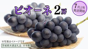 ピオーネ ２房【2026年7月上旬発送開始】(茨城県共通返礼品：大子町) ブドウ ぶどう 葡萄 ピオーネ 果物 フルーツ 果実