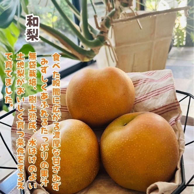 ［先行予約・2026年発送］朝採れ完熟シャインマスカットと和梨 贅沢セット 約3kg  AO069