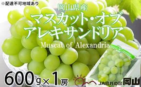 ぶどう 2026年 先行予約 マスカット ・オブ・アレキサンドリア 約600g×1房 6月下旬～7月下旬発送 ブドウ 葡萄 岡山県産 国産 フルーツ 果物 ギフト 岡山のぶどう 豊かな香り デザート 食後