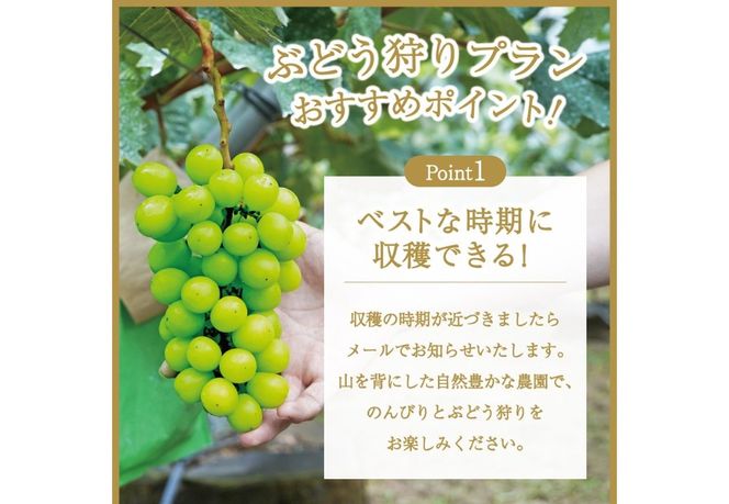 富士吉田市産　ブドウ狩りプラン(シャインマスカット) ぶどう 葡萄 体験 収穫 フルーツ狩り 果物狩り フルーツ 果物 シャイン シャインマスカット 収穫体験 山梨 富士吉田