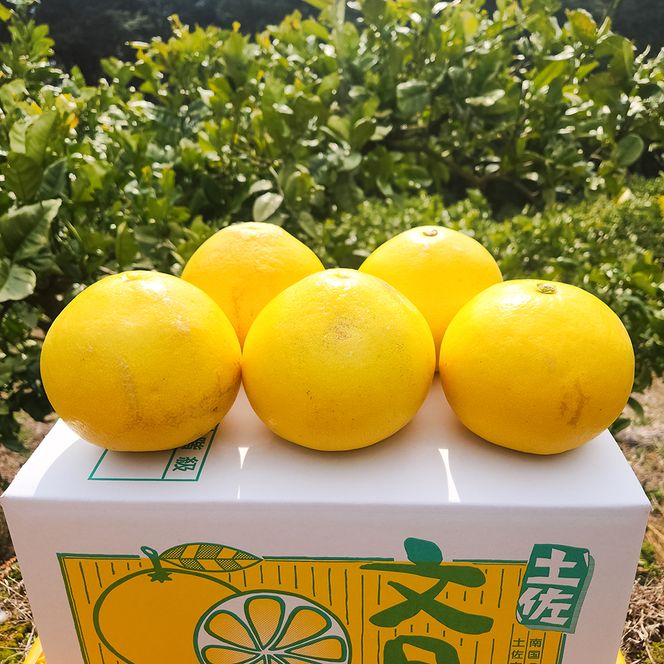 石元農園の土佐文旦 家庭用 約5キロ（7～12玉） 期間限定 先行予約