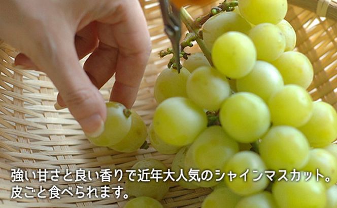 ぶどう 2026年 先行予約 果物 詰合せ シャイン マスカット 1房 ニュー ピオーネ 1房 合計約1.0kg ブドウ 葡萄 岡山県産 国産 フルーツ 果物 ギフト [№5735-1900]