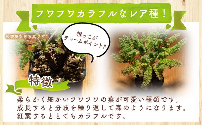 塊根植物 オレオフィルム ペラルゴニウム - 植物 インテリア ナチュラル 自然 グリーン カラフル 観葉植物 おしゃれ 癒し かわいい 多肉植物 塊根植物 サキュレントフィールド Succulent field 高知県 香南市 常温 cc-0014