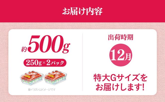 福岡県産 あまおう 500g （250g×2パック） いちご 12月中発送 いちご 苺 フルーツ 果物 くだもの 大粒Gサイズ グランデ 農家直送 大粒 不揃い 福岡県 福岡 九州 グルメ お取り寄せ