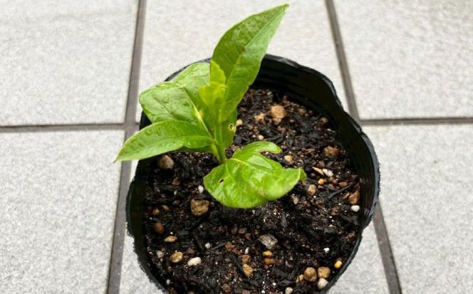 バオバブの苗 糸島市 / バオバブ・サンライズ 植物 苗[AJR001]