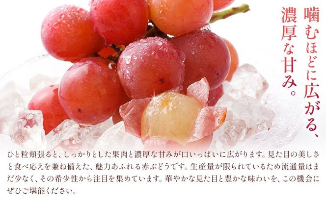 【2027年先行予約】ご家庭用 岡山県産 クインニーナ 約1.2kg 2～3房 晴れの国おかやま館 (つむぐ株式会社) 《2027年9月中旬-9月下旬頃出荷》岡山県 笠岡市 フルーツ 果物 果実 訳あり ぶどう 赤ぶどう 葡萄 ブドウ【配送不可地域：離島】---H-107---