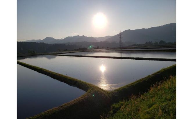 【令和7年産】魚沼産新之助(精米)5kg 米 お米 精米 しんのすけ 中魚沼 新潟県 十日町市