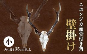 ニホンジカ頭骨付き角 壁掛け(中) 【配送不可地域あり】※離島