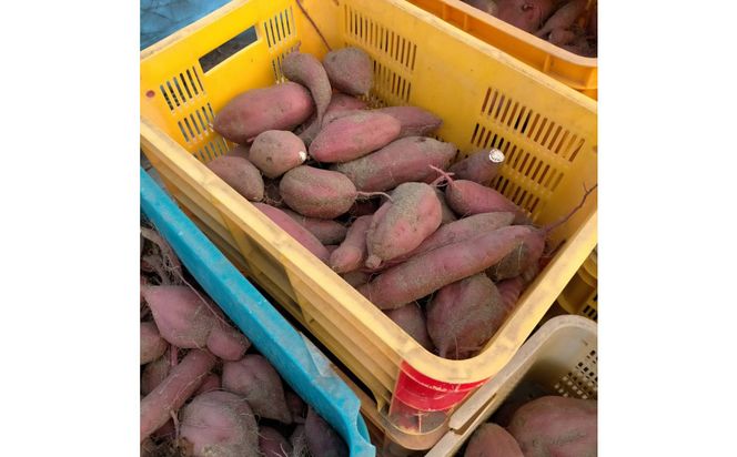 【訳あり】ねっとり甘い 紅はるか 1.5kg 313726_BW027
