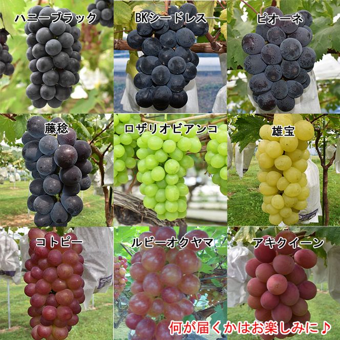種なしぶどう おまかせミックス 《３品種詰合せ》（約3～5房）【681】