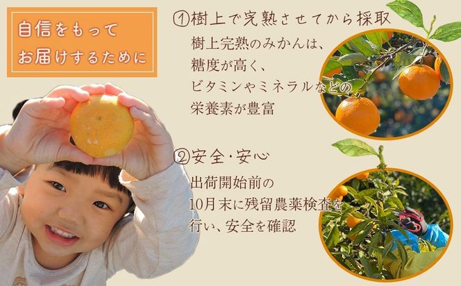 完熟 小粒 有田みかん 5kg 甘味凝縮 和歌山県産 産直45年 武内園 BA04 