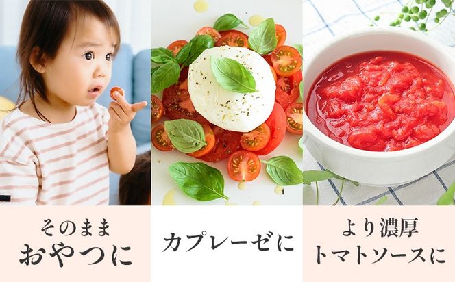 トマト キャロルセブン ミニトマト 2kg GOGO農園 《11月上旬-5月末頃出荷》 和歌山県 日高川町 野菜 とまと サラダ カプレーゼ お弁当 青果物---wshg_gof41_11j5m_26_14000_2kg---