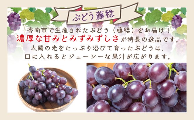 ぶどう 藤稔 ２P 国産 果物 くだもの 青果 フルーツ 葡萄 ブドウ グレープ ジューシー デザート やすらぎ市 高知県 香南市 冷蔵 yr-0098