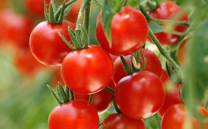 【先行予約】  100％ トマトジュース 720ml×2本 トマト ジュース 健康 愛西市 / 株式会社石原農園[AEBG002]