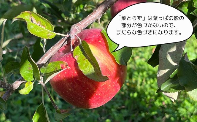 糖度13度以上 ヒバリノ園 【 紅虎 】 あどはだり 葉とらず サンふじ 約 5kg （14～18玉）青森県鰺ヶ沢町産りんご 果物類 フルーツ ※オンライン決済のみ 